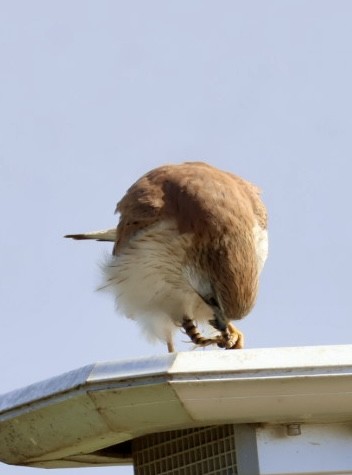 Nankeen Kestrel - ML639675860