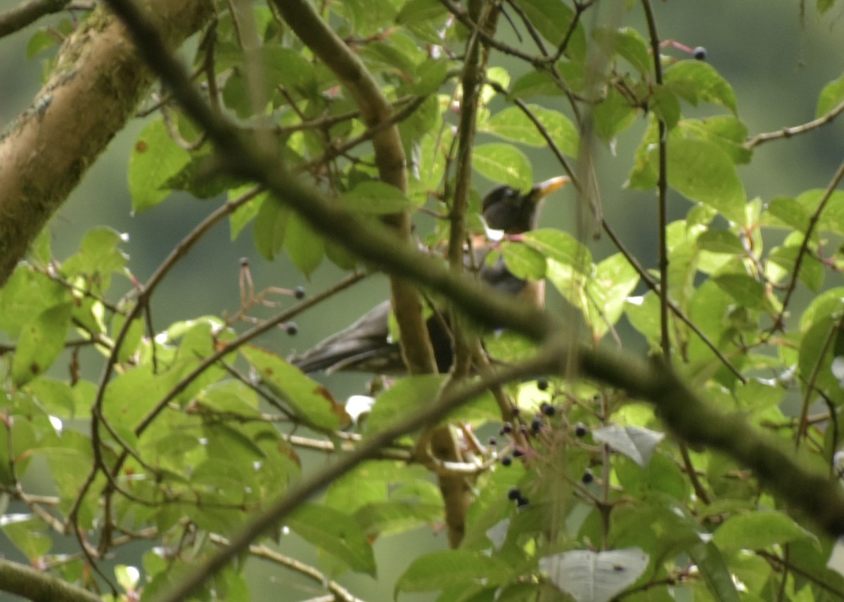 Rufous-collared Robin - ML639675863