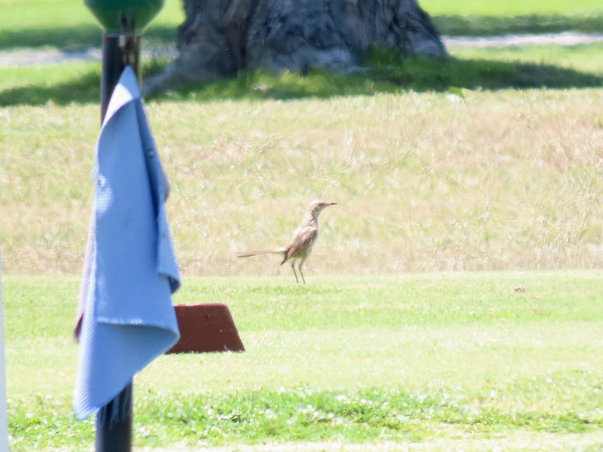 Bendire's Thrasher - ML639675913