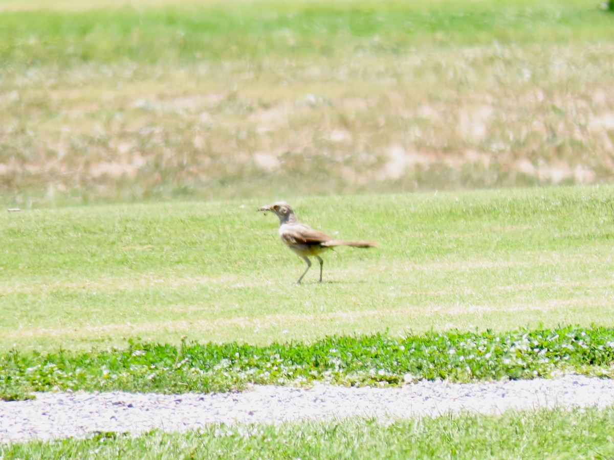 Bendire's Thrasher - ML639675914