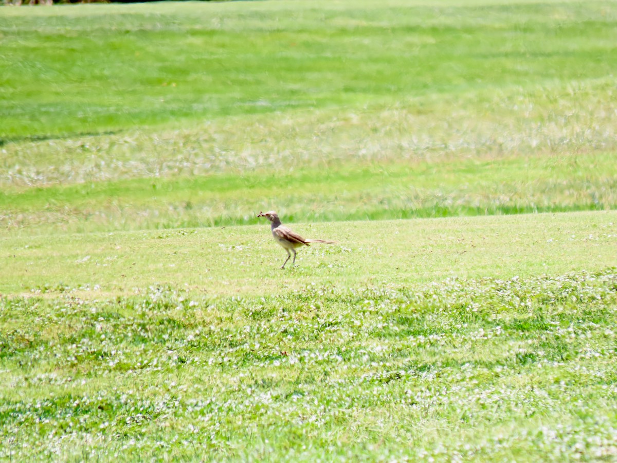 Bendire's Thrasher - ML639675915