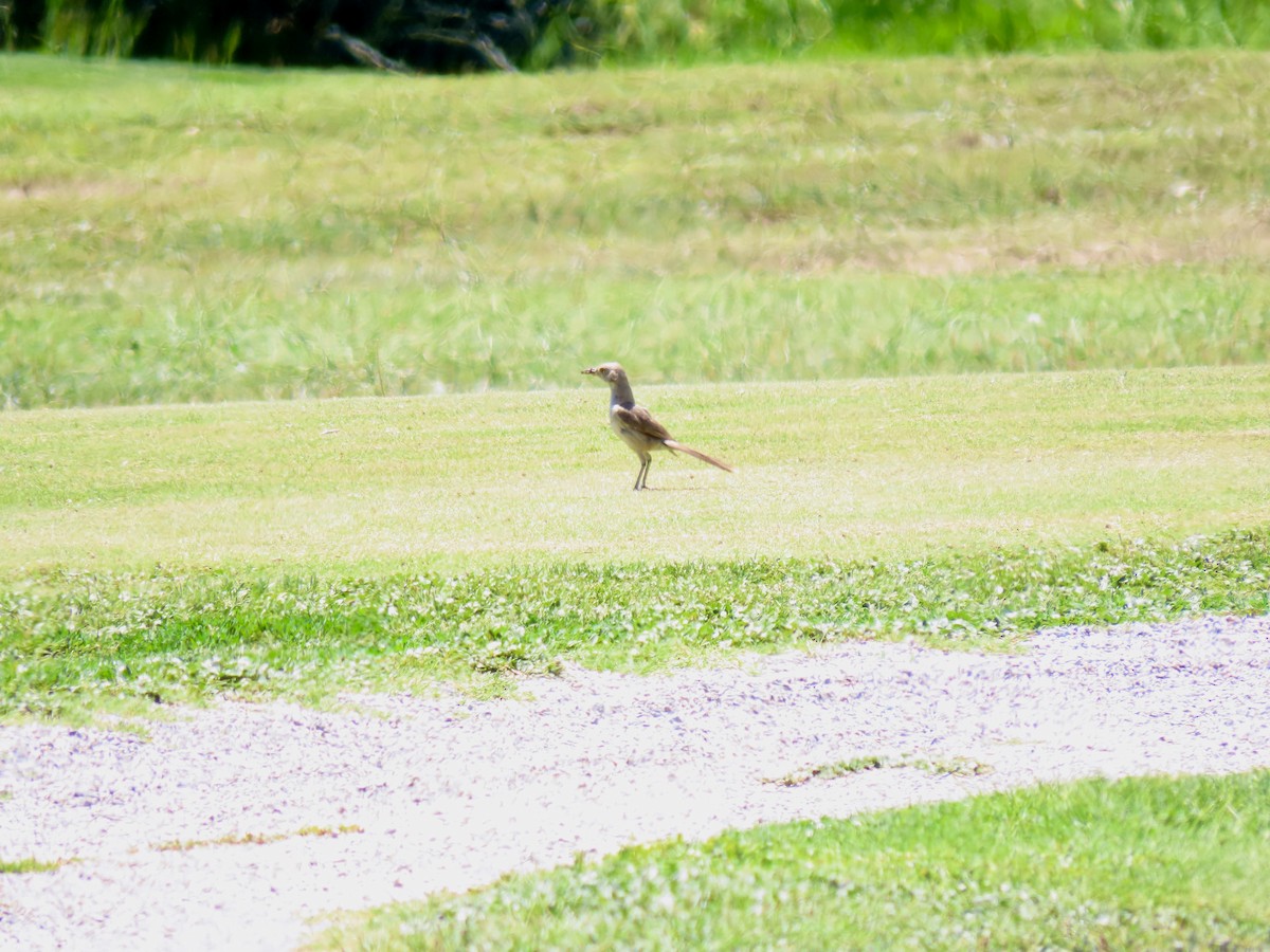 Bendire's Thrasher - ML639675916