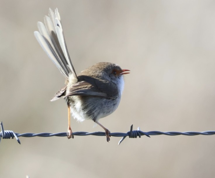 Superb Fairywren - ML639676012