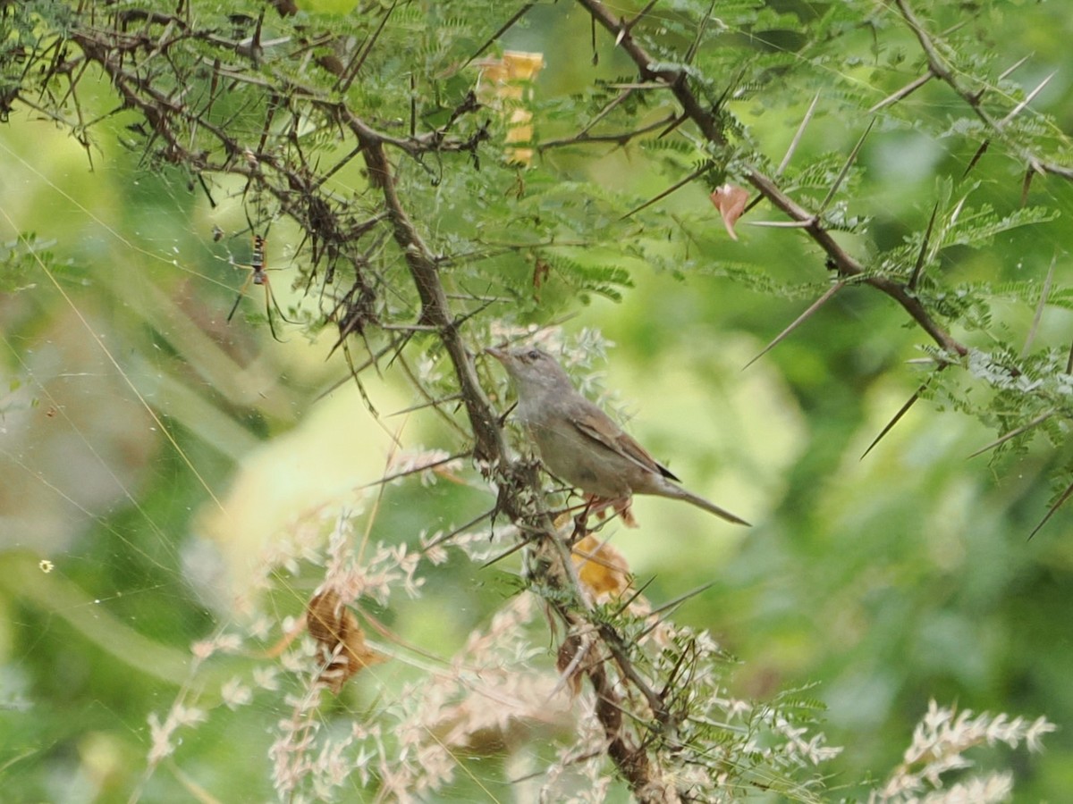 Asian Desert Warbler - ML639676099