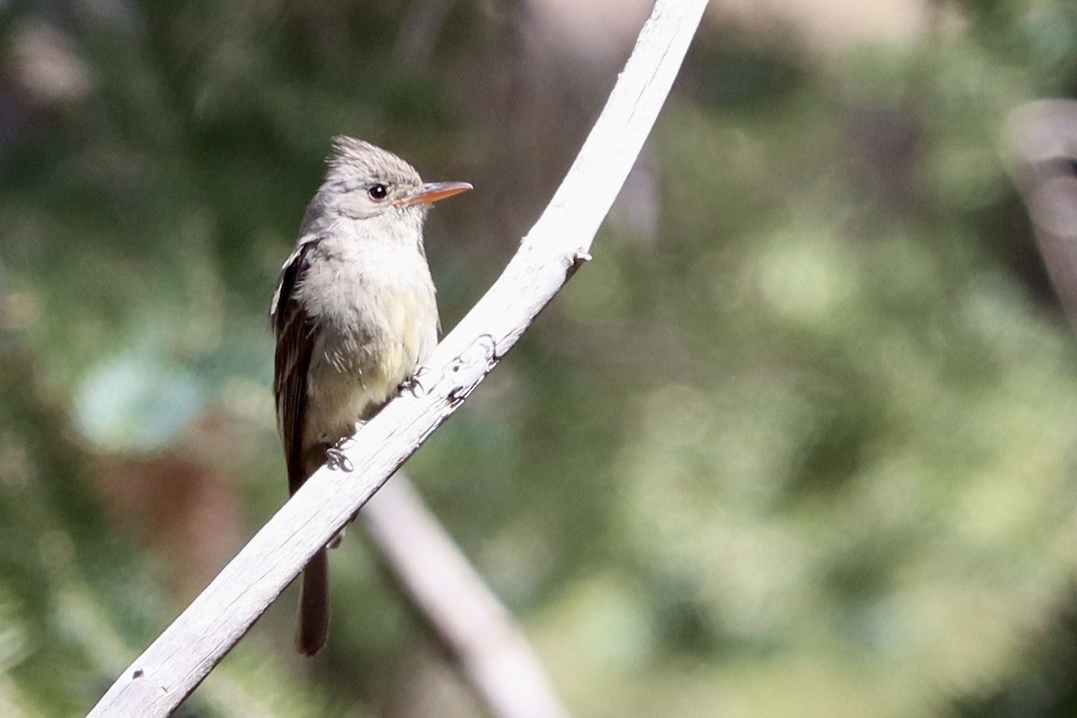Greater Pewee - ML639676155