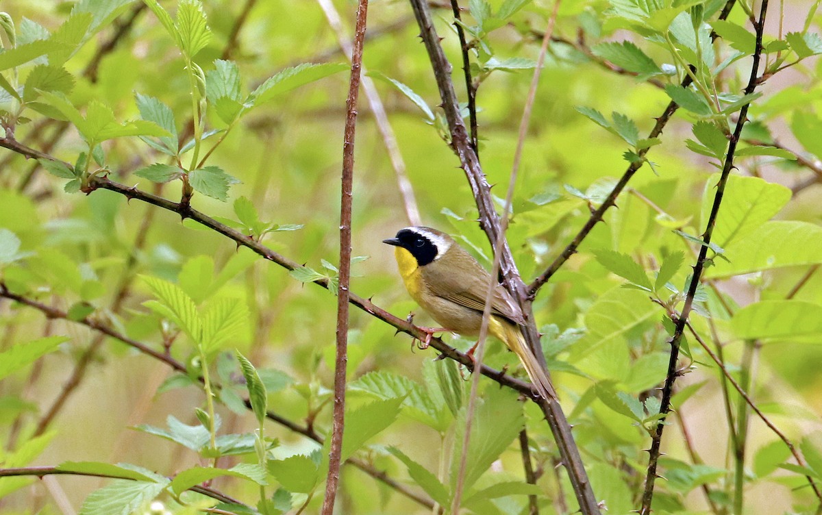 Common Yellowthroat - ML639676208