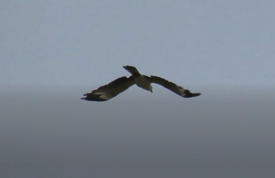 Yellow-headed Caracara - ML639676275