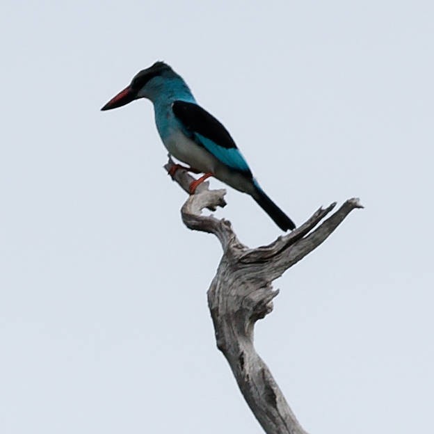 Blue-breasted Kingfisher - ML639676288