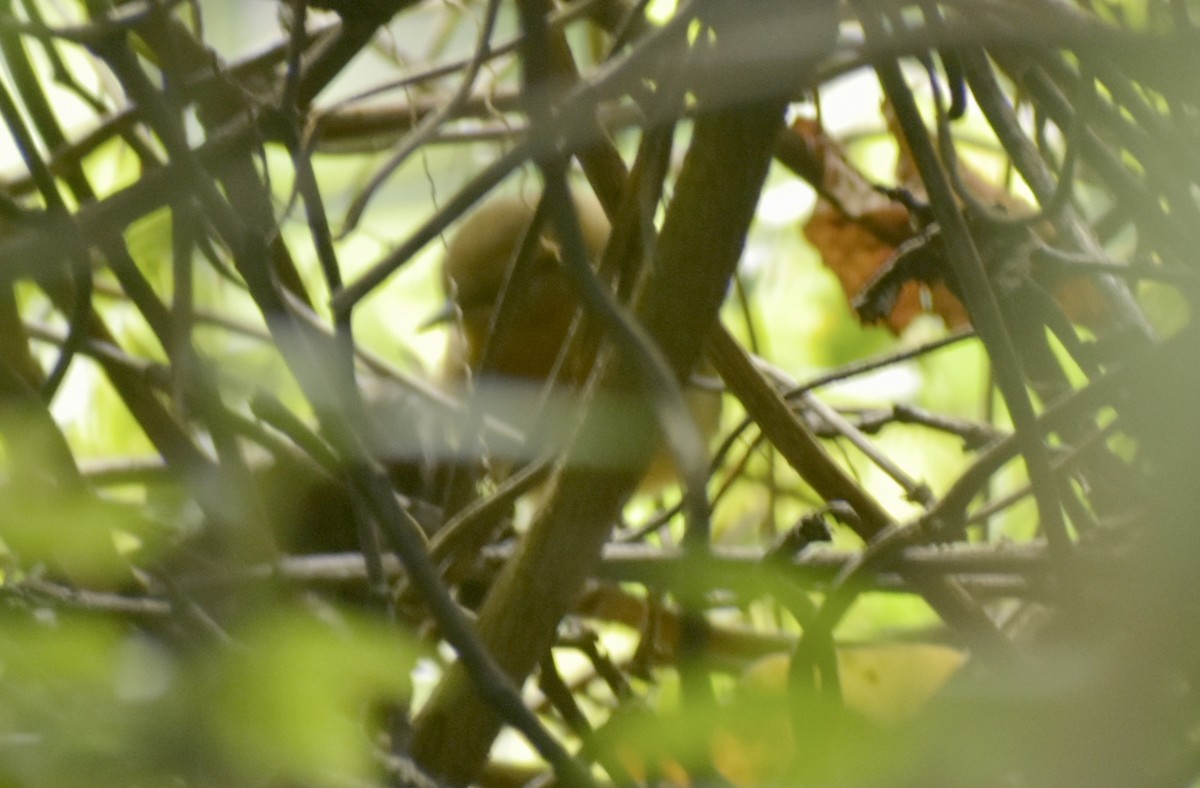 Rufous-browed Wren - ML639676304