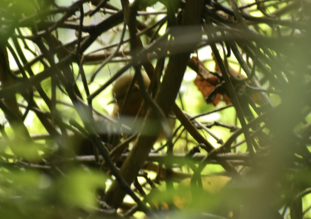Rufous-browed Wren - ML639676305