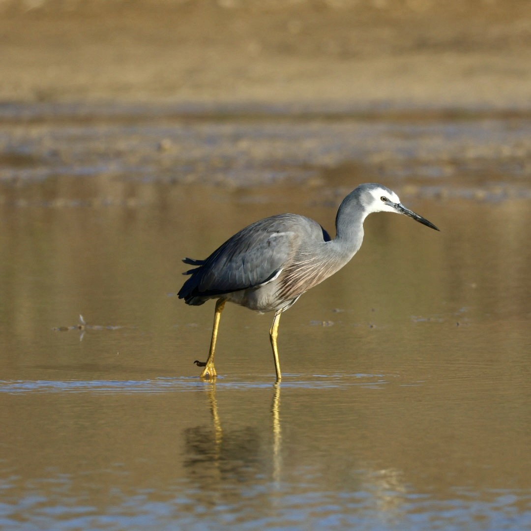 White-faced Heron - ML639676365