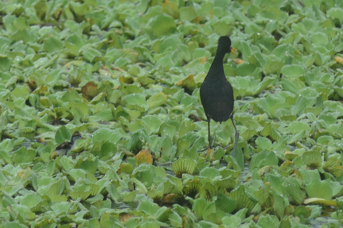 Wattled Jacana (Black-backed) - ML639676526