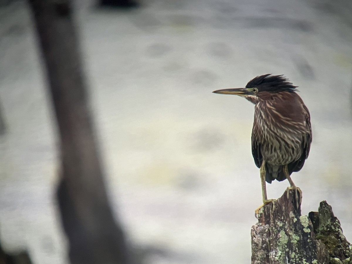Green Heron - ML639676559