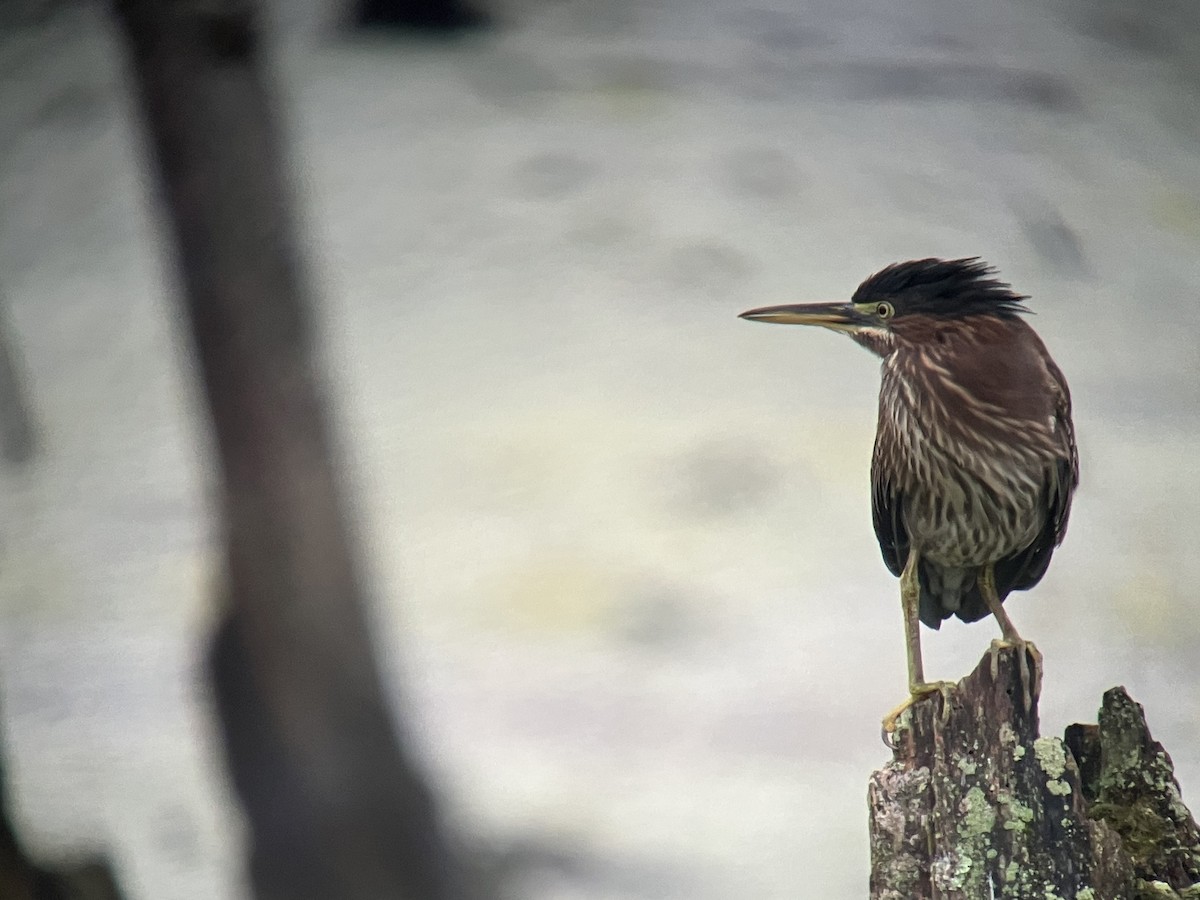 Green Heron - ML639676560