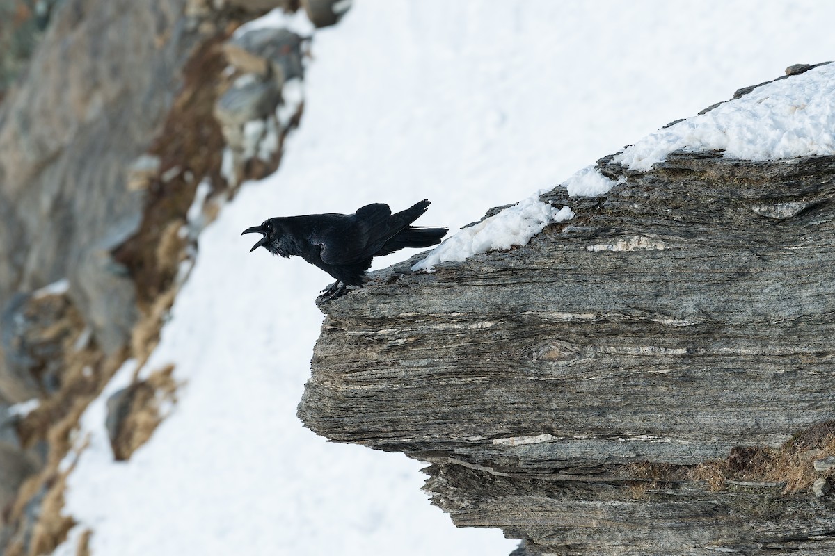 Common Raven - ML639676563