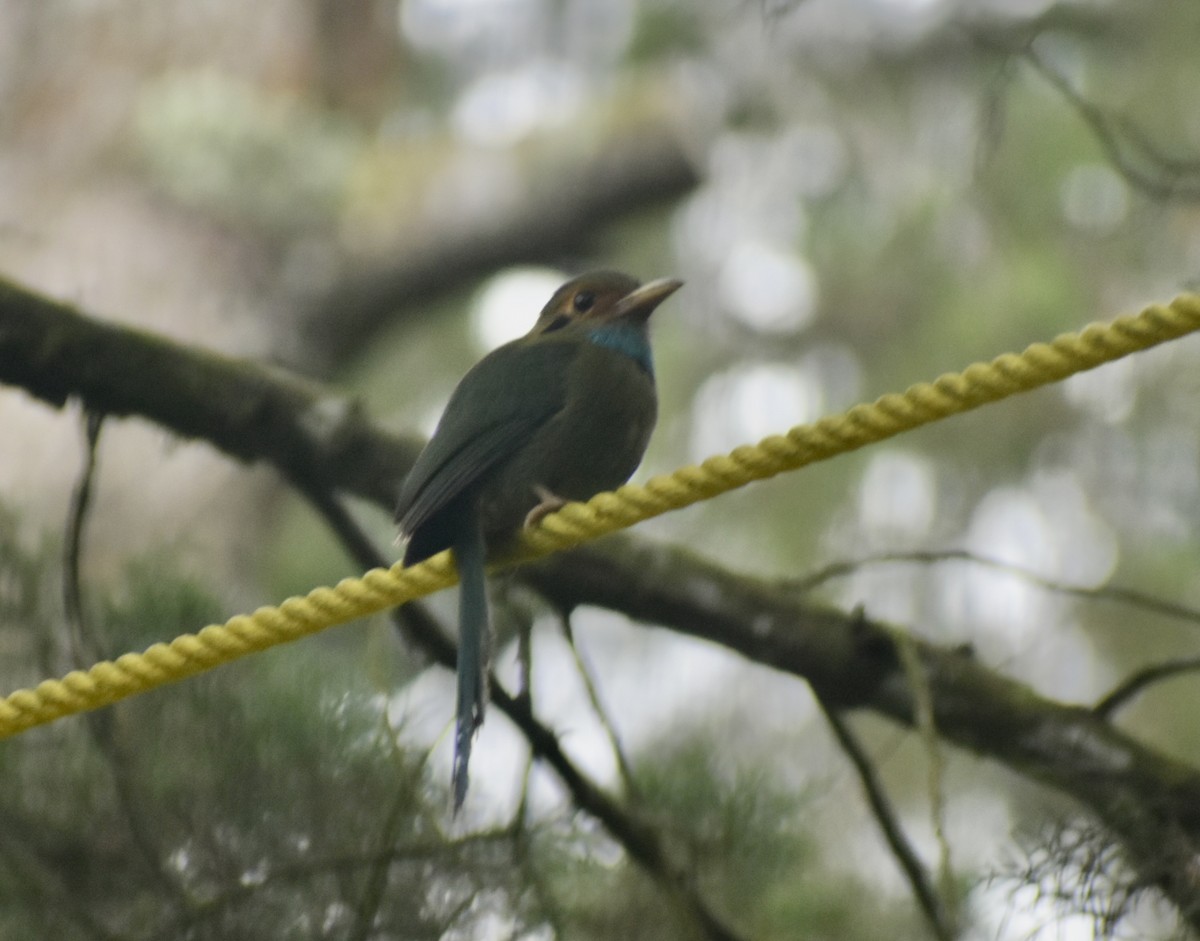 Motmot à gorge bleue - ML639676572