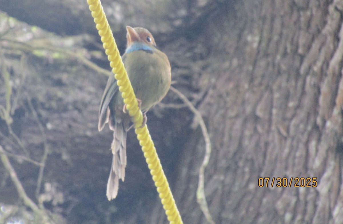 Motmot à gorge bleue - ML639676573