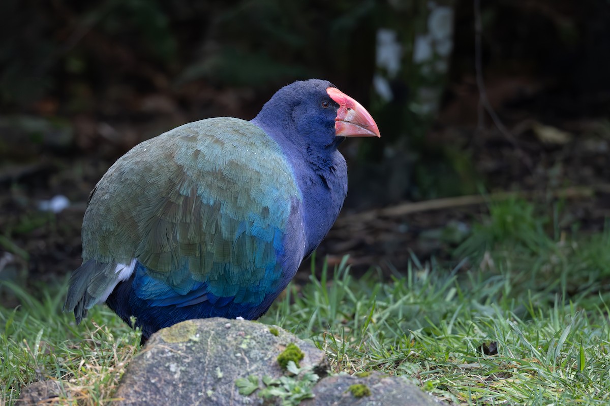 South Island Takahe - ML639676587