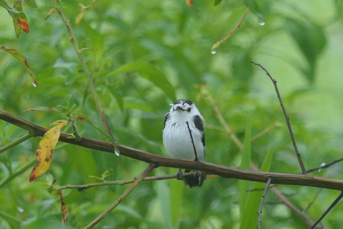 Pied Water-Tyrant - ML639676611