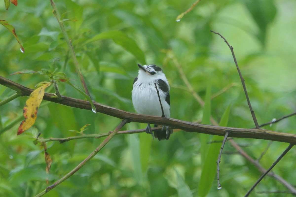 Pied Water-Tyrant - ML639676613