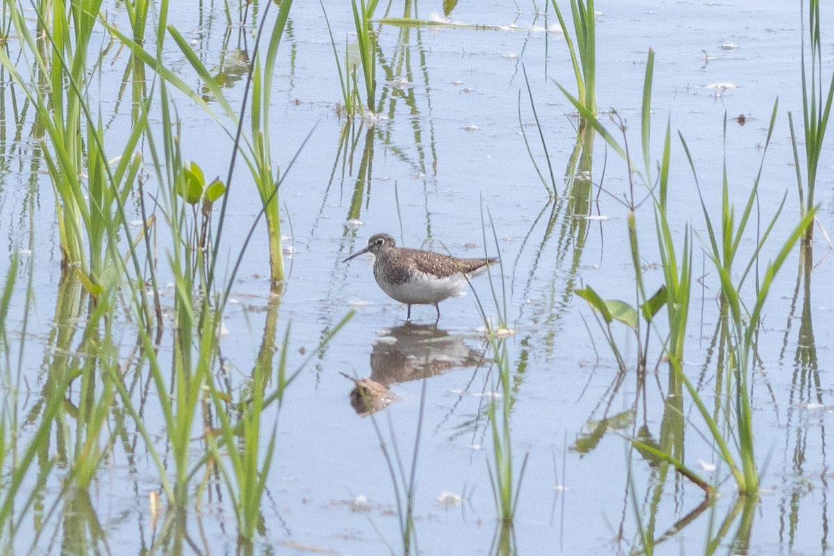 Solitary Sandpiper - ML639676630