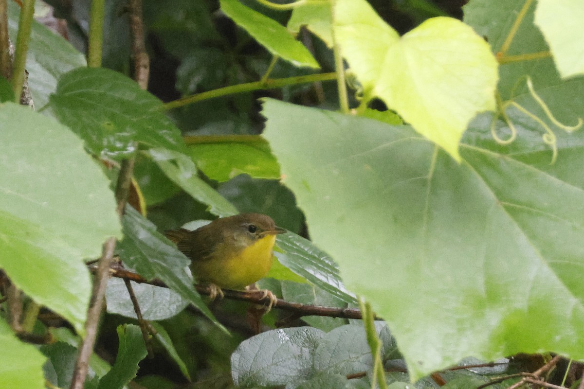 Common Yellowthroat - ML639676702