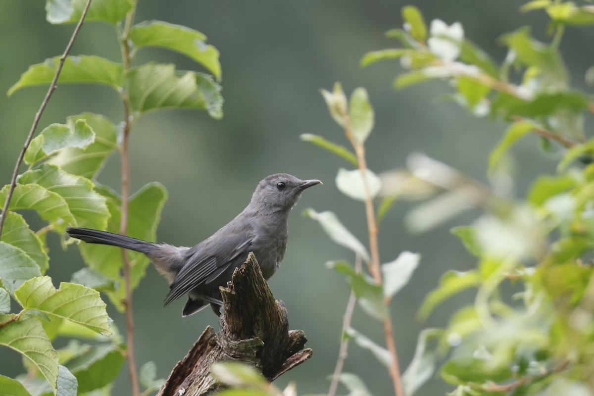 Gray Catbird - ML639676730
