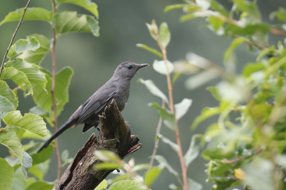 Gray Catbird - ML639676731