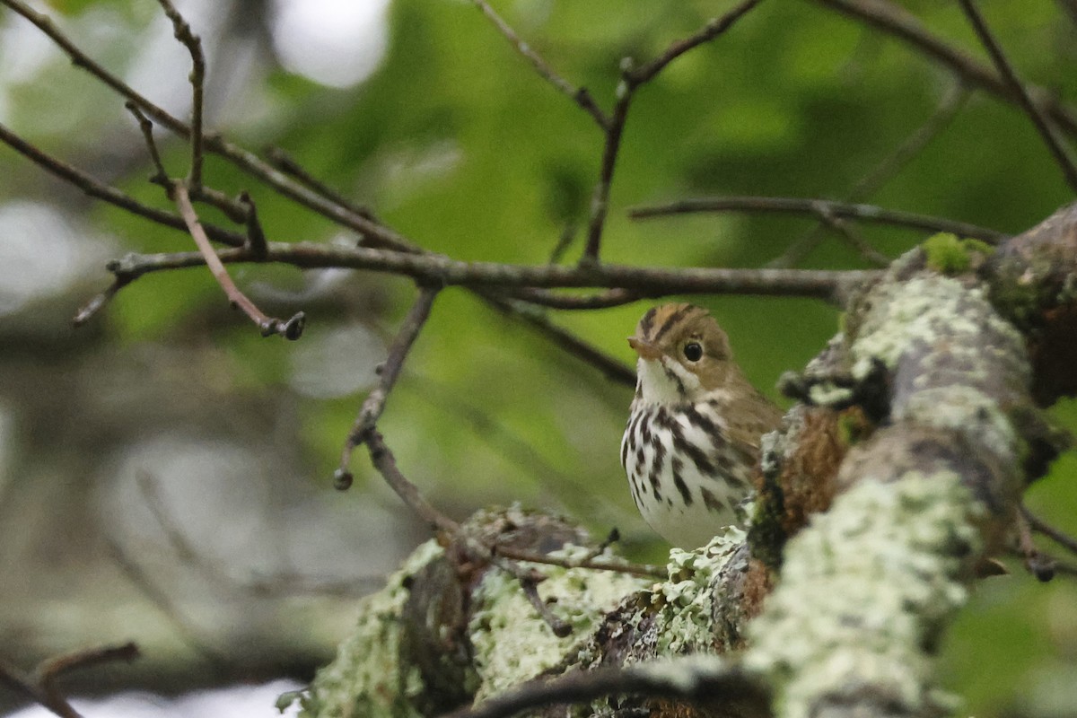 Ovenbird - ML639676740