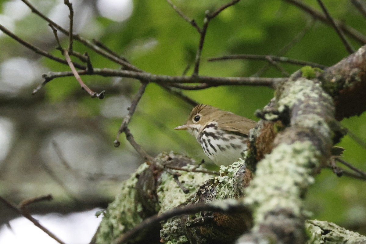 Ovenbird - ML639676741