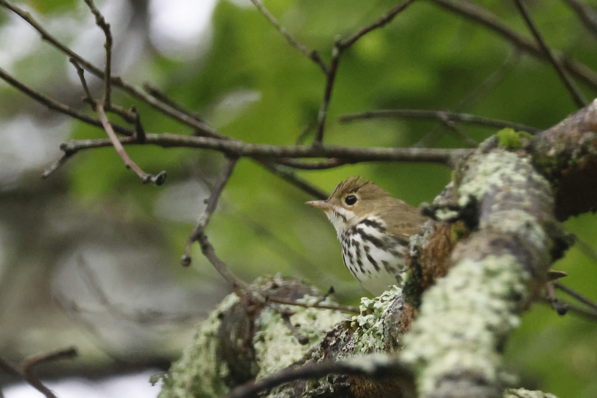 Ovenbird - ML639676742