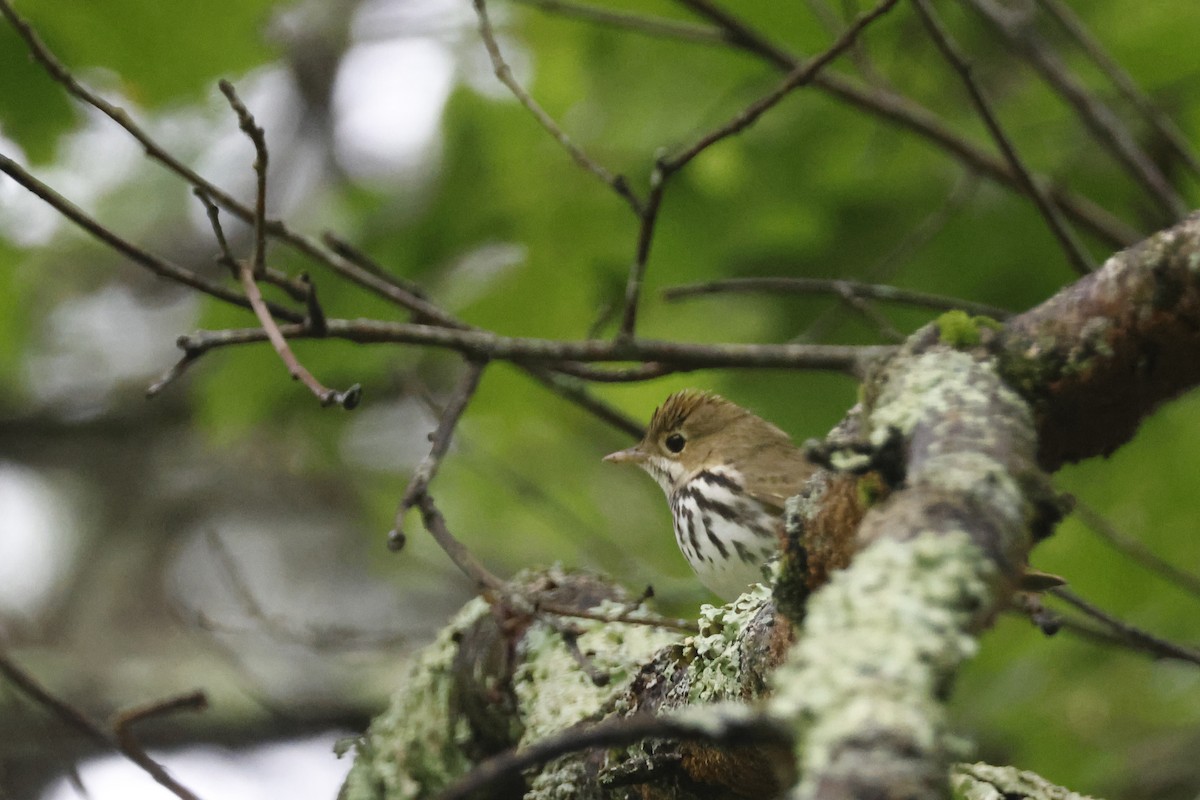 Ovenbird - ML639676743