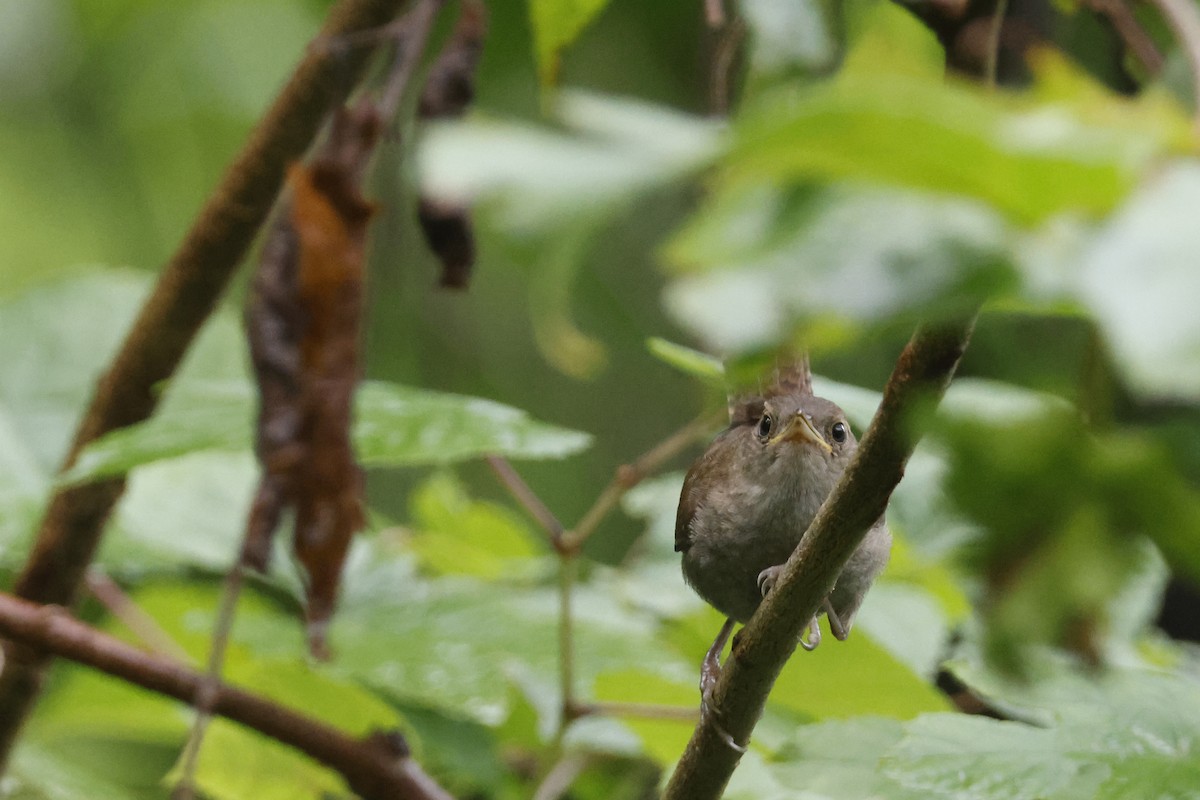 Northern House Wren - ML639676759