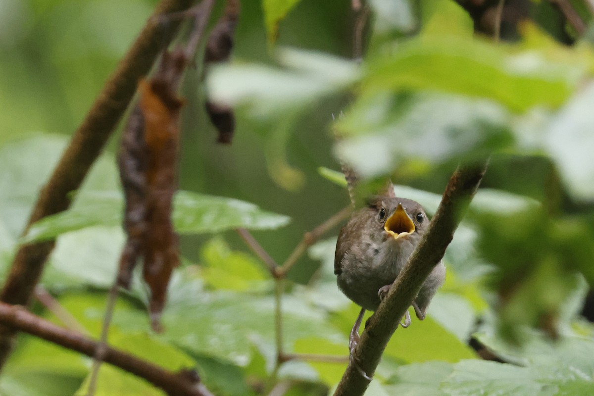 Northern House Wren - ML639676760