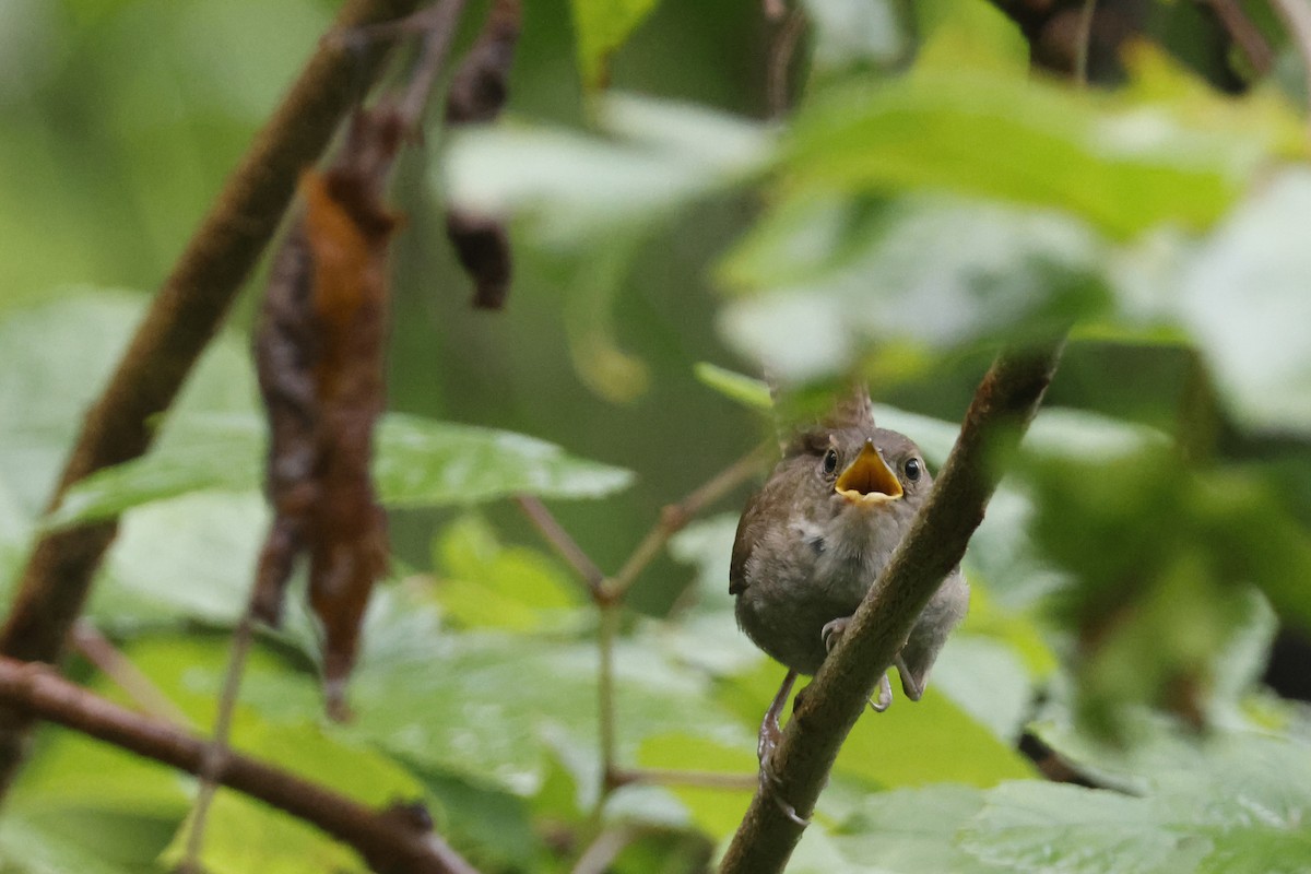 Northern House Wren - ML639676761