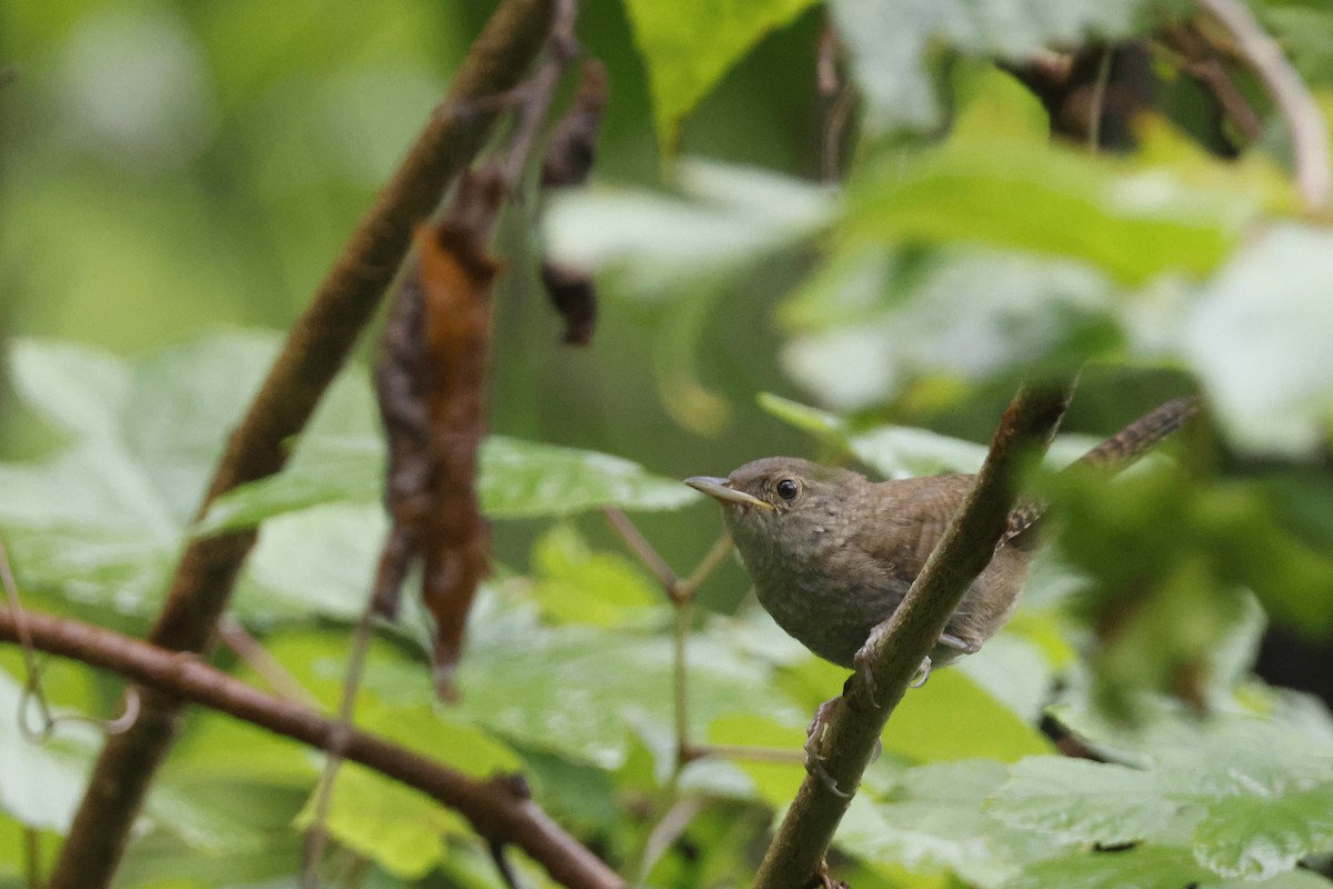 Northern House Wren - ML639676762