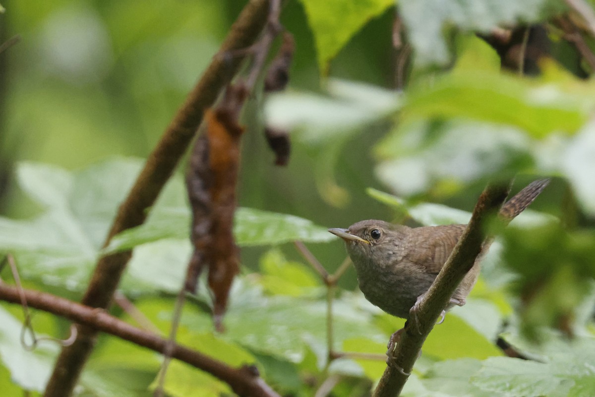 Northern House Wren - ML639676763
