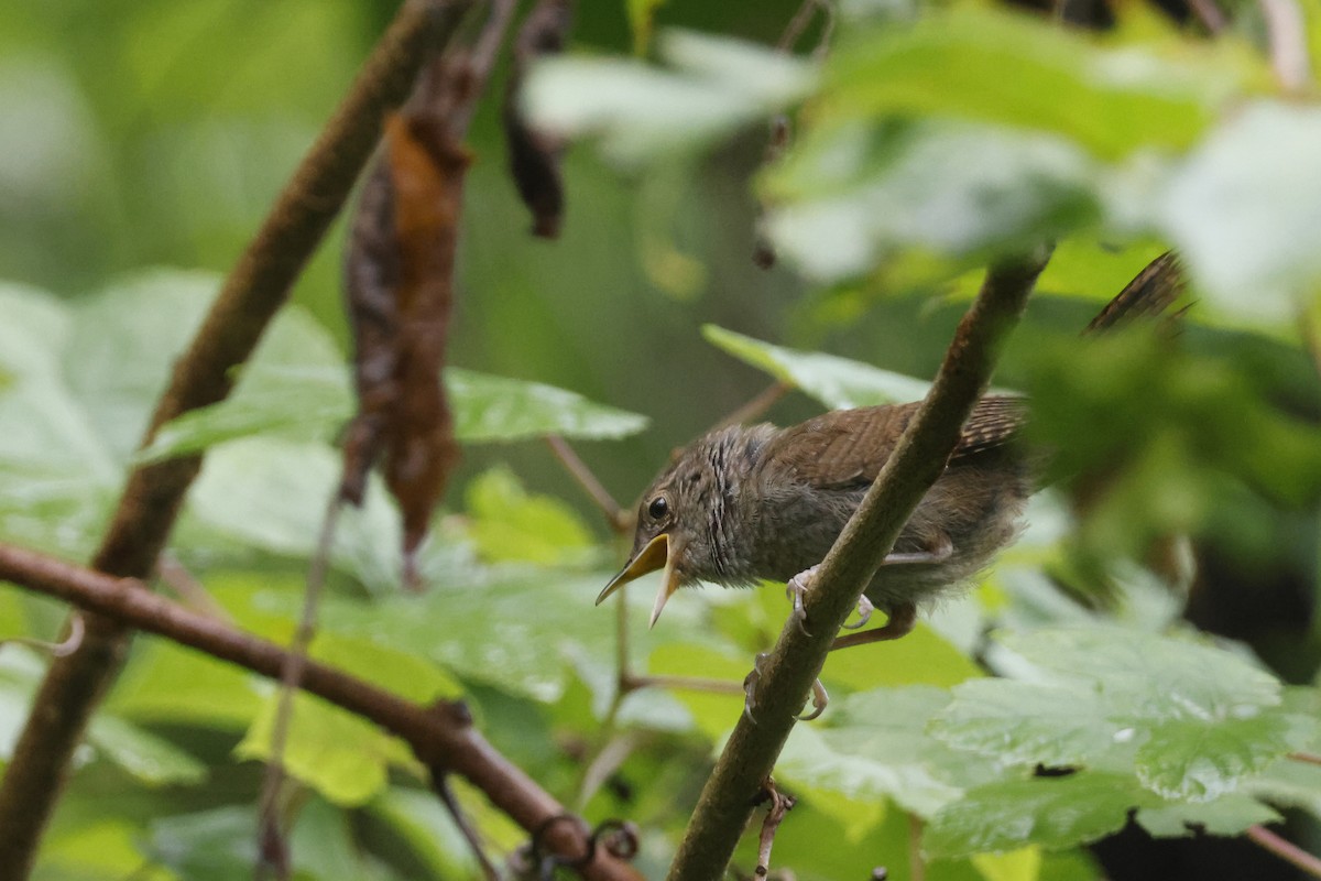 Northern House Wren - ML639676767