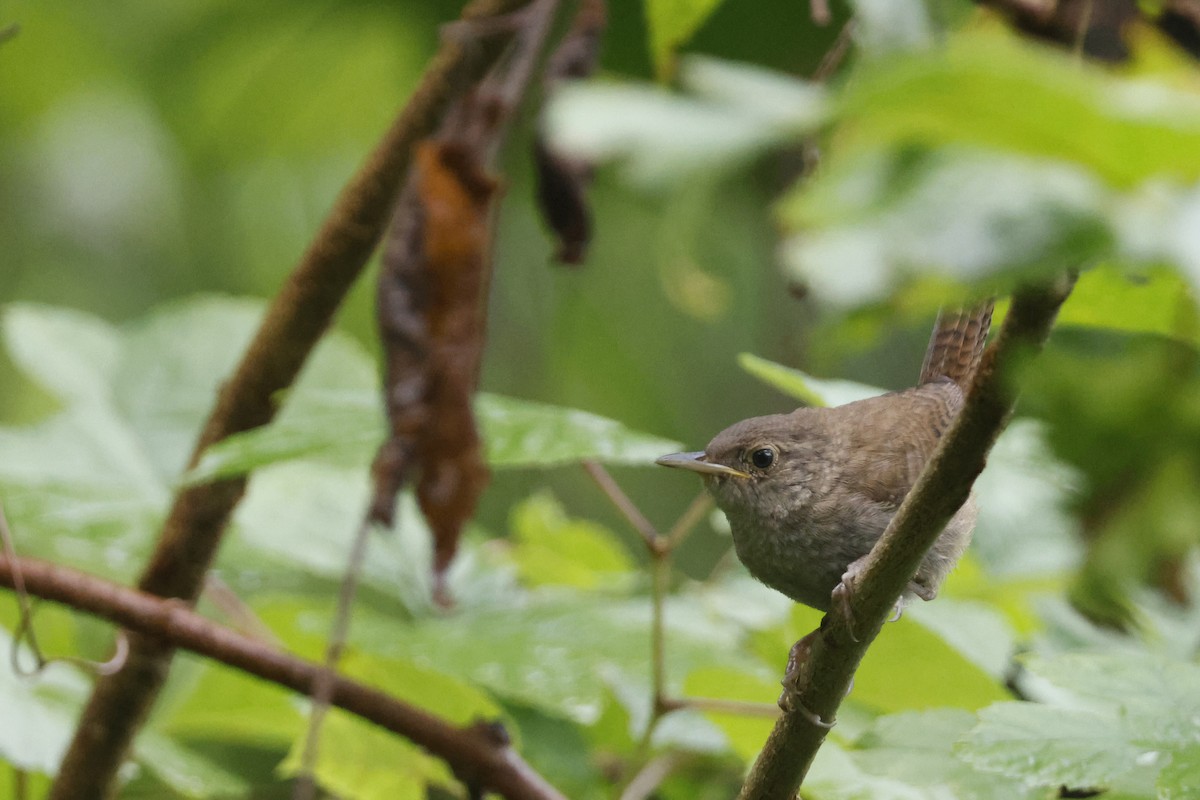 Northern House Wren - ML639676768
