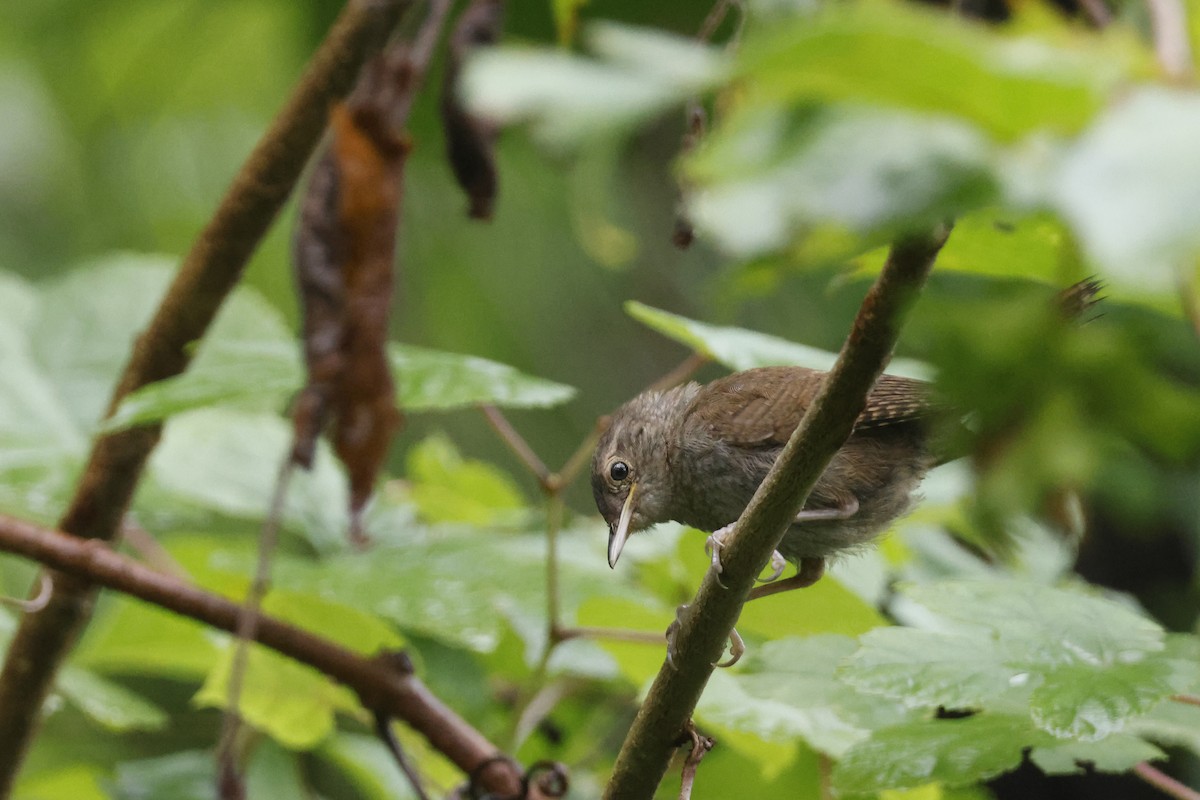 Northern House Wren - ML639676771