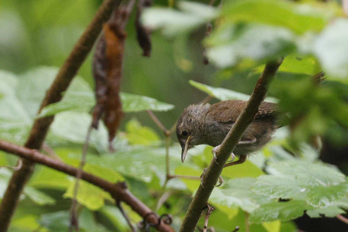 Northern House Wren - ML639676772