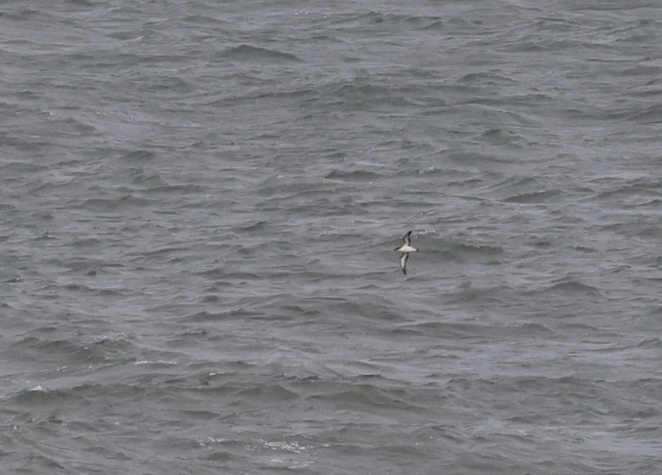 Manx Shearwater - ML639676774