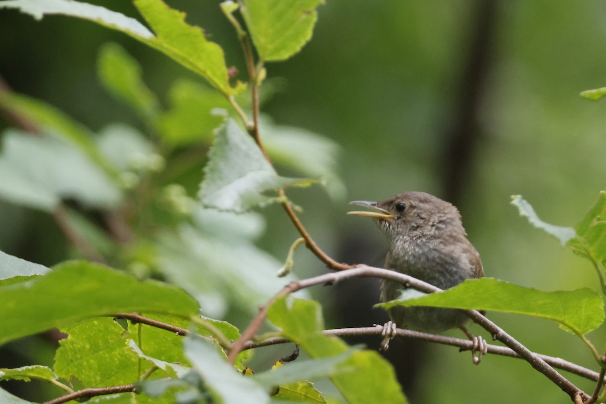 Northern House Wren - ML639676776