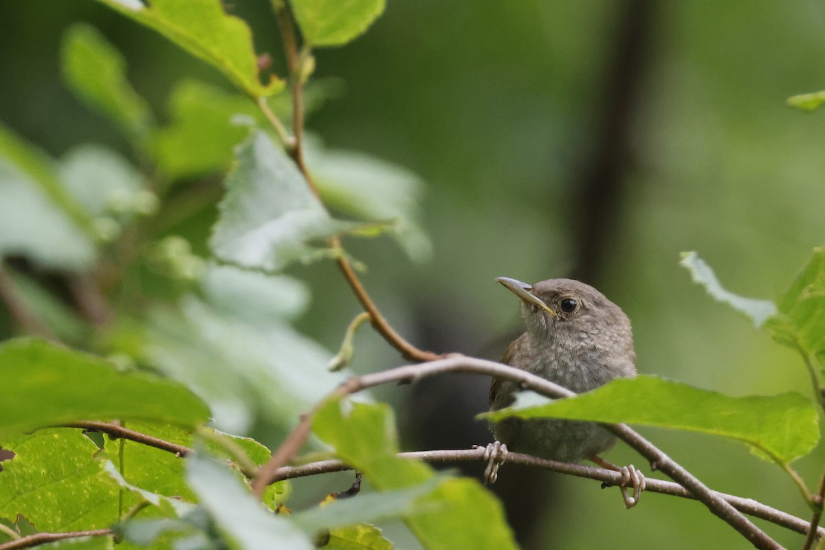 Northern House Wren - ML639676778