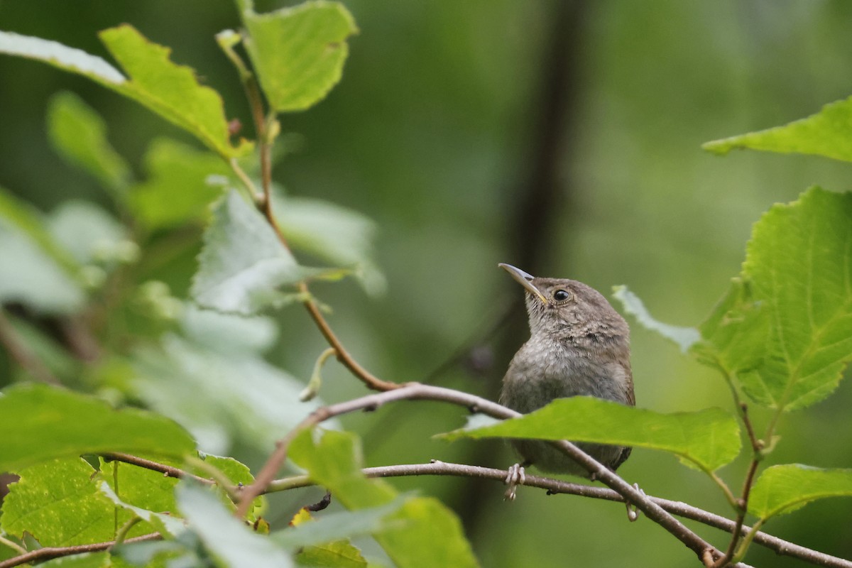 Northern House Wren - ML639676785
