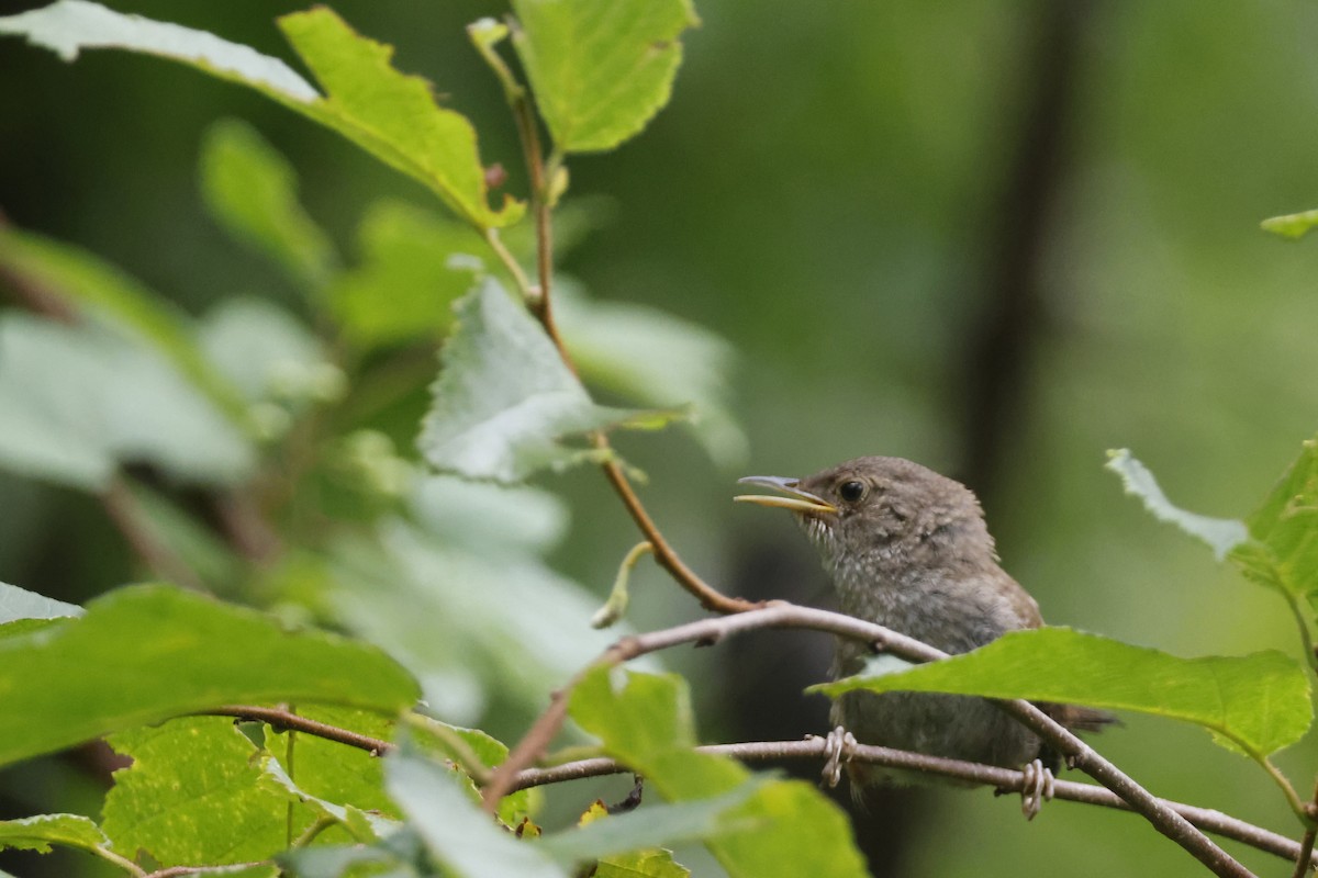 Northern House Wren - ML639676786