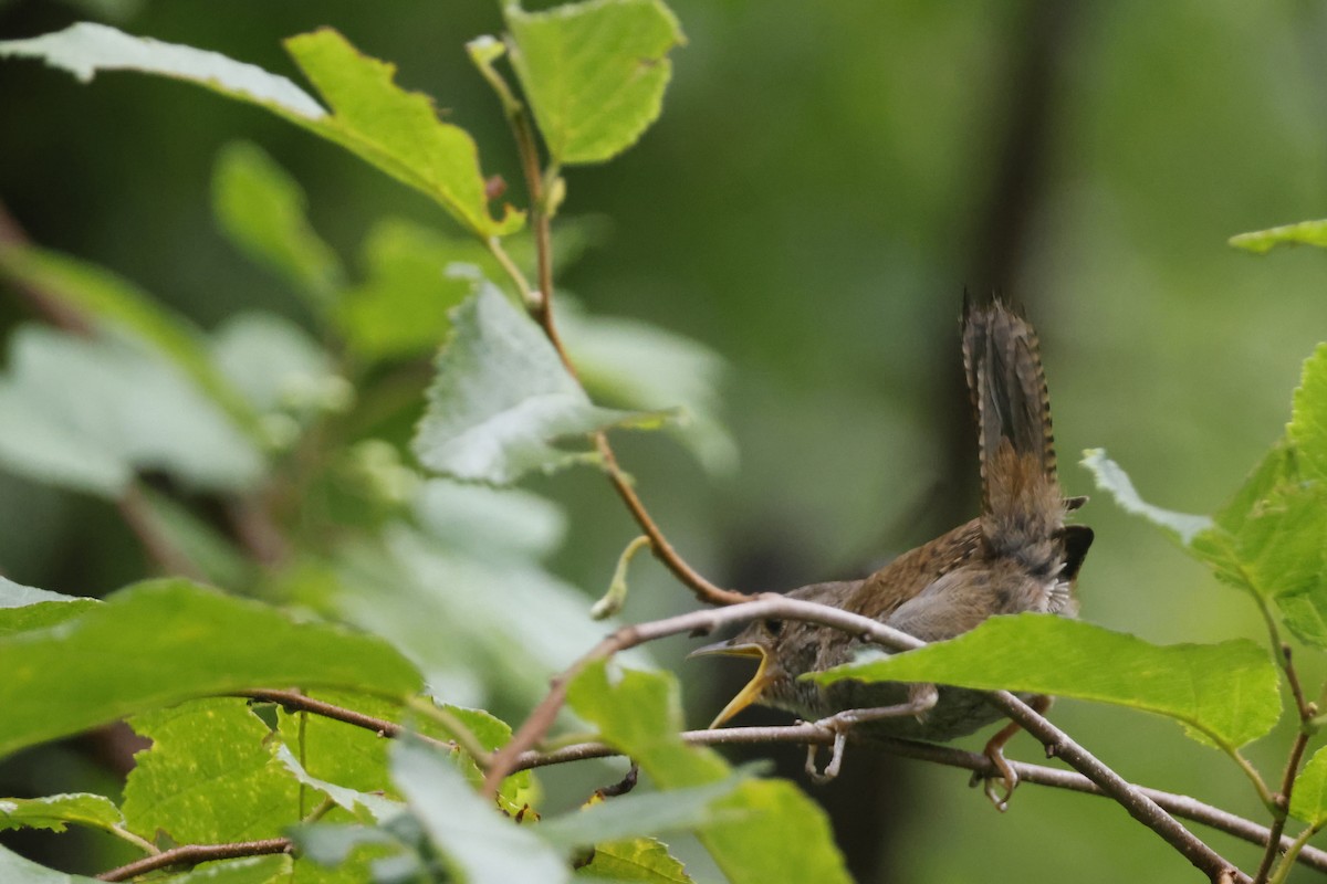 Northern House Wren - ML639676787