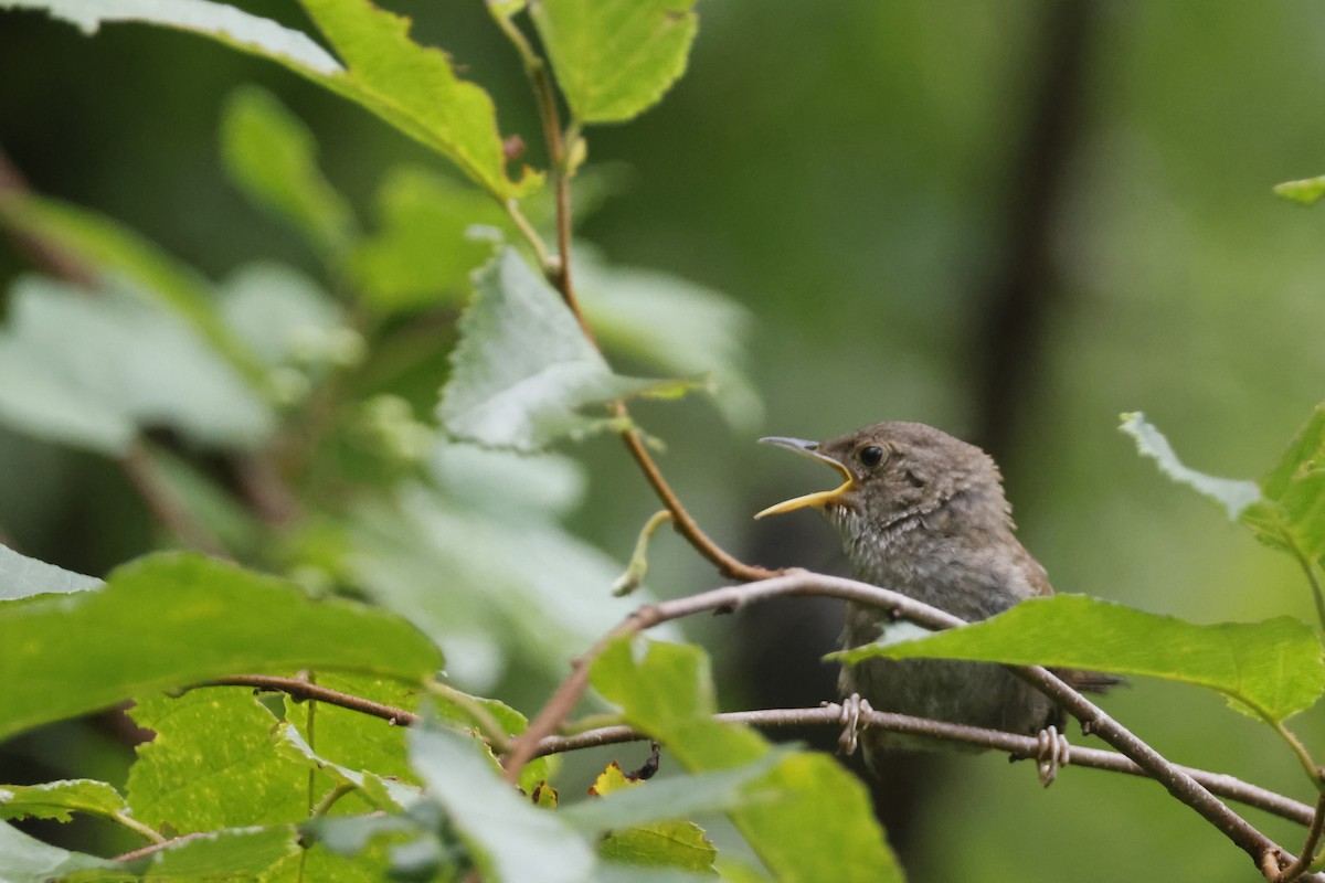 Northern House Wren - ML639676788