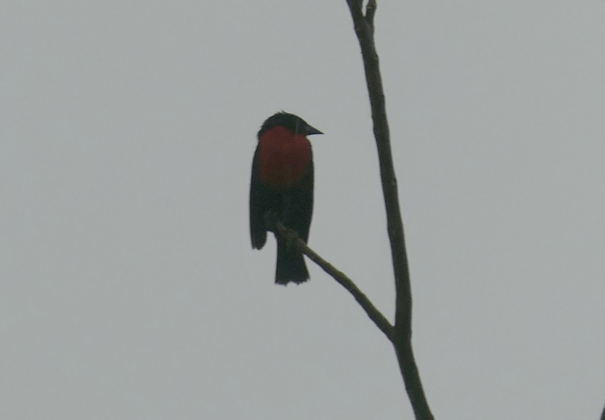 Crimson-backed Tanager - ML639676789
