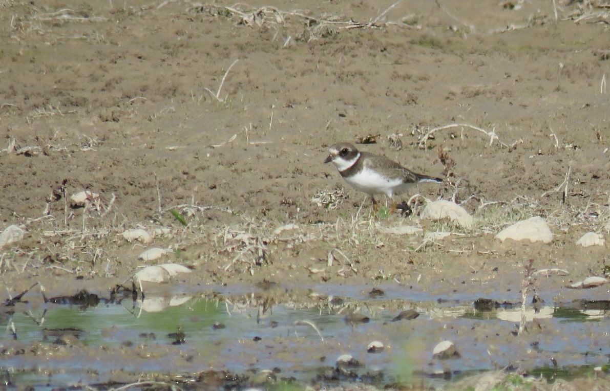 Semipalmated Plover - ML639676793